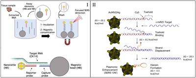 Recent Advances Towards Point-Of-Care Applications of Surface-Enhanced Raman Scattering Sensing